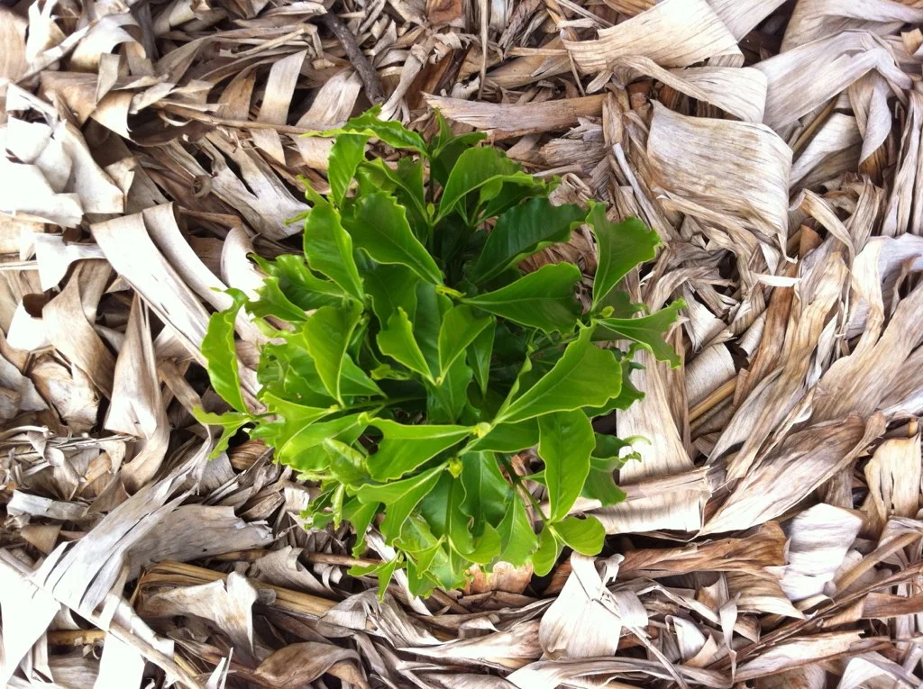 Background to Burundi and CoE Burundi 2012