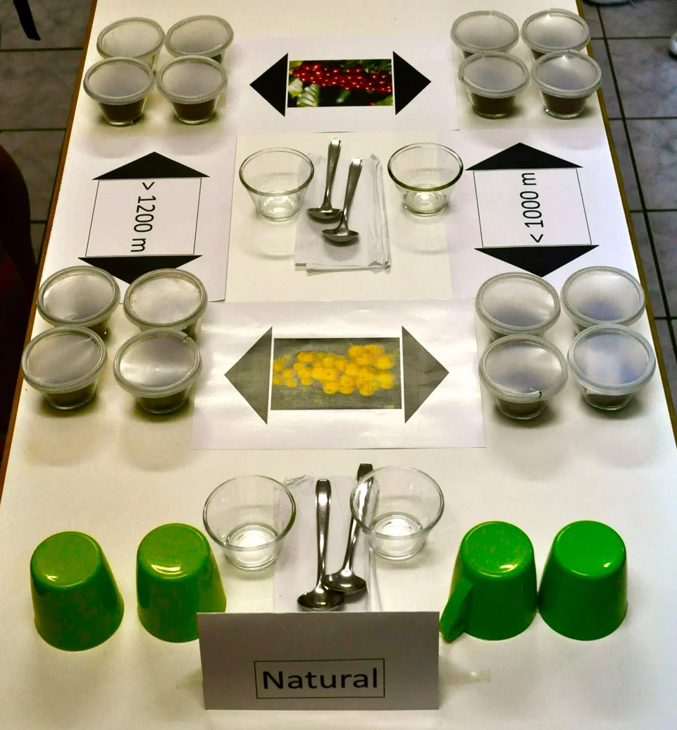 Teaser to Borém Presentation - Le Carnaval du Café