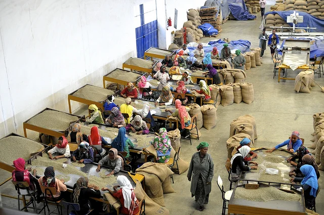 Ethiopian Coffee: The Timeline