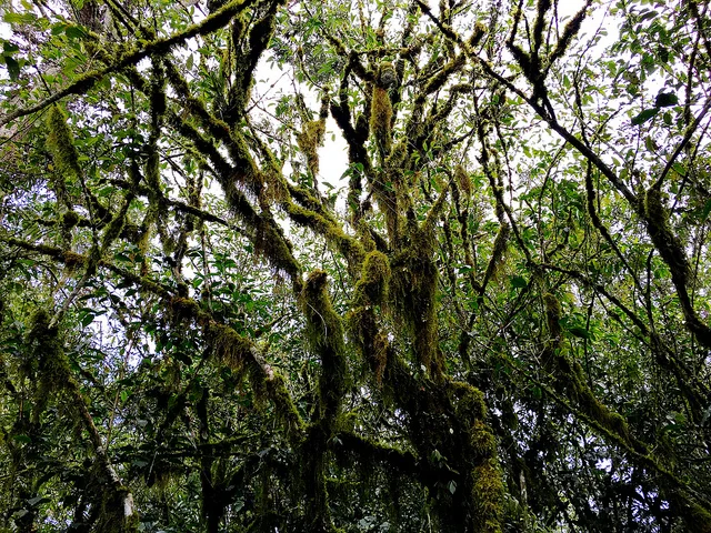 Coffee & Genetic Diversity