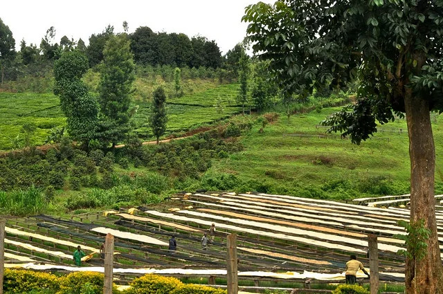 Factory Profile: Thunguri