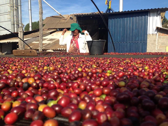 Farm Profile: Irmas Pereira