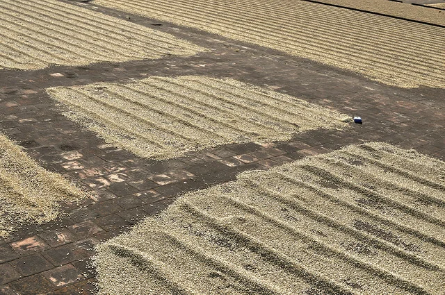 Coffee Profile: Los Santos