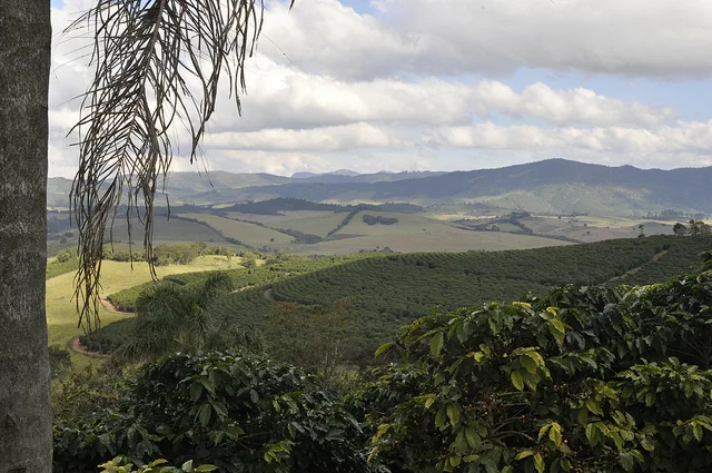 Farm Profile: Sao Benedito