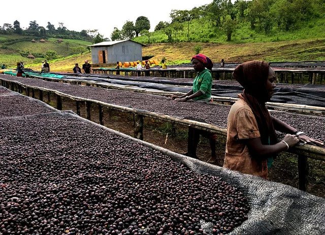Coffee Profile: Natural Gesha, Gesha Village Estate