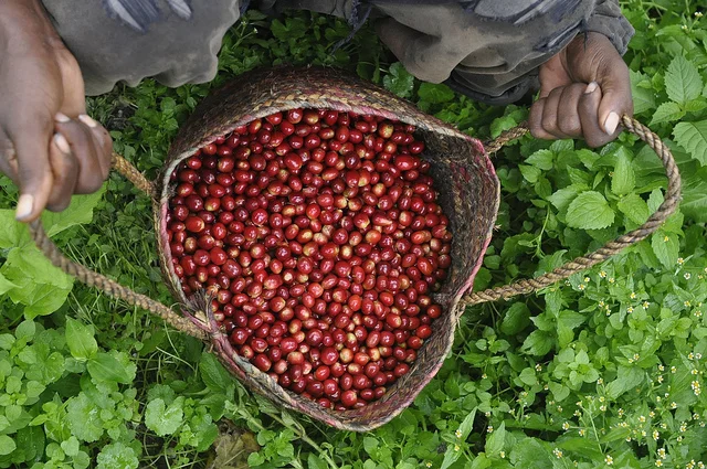 Coffee Profile: Washed Gesha, Gesha Village Estate