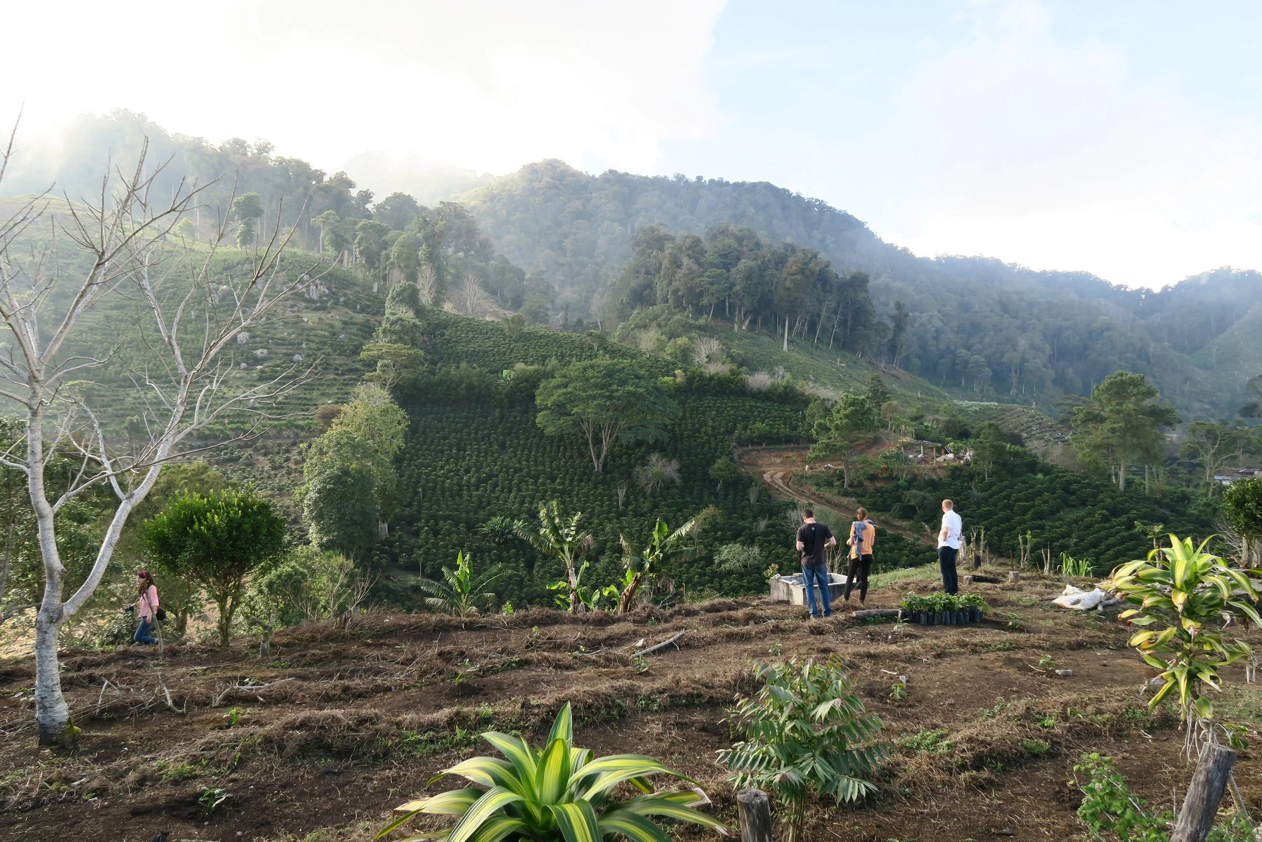 Farmer Profile: Pedro Sagastume