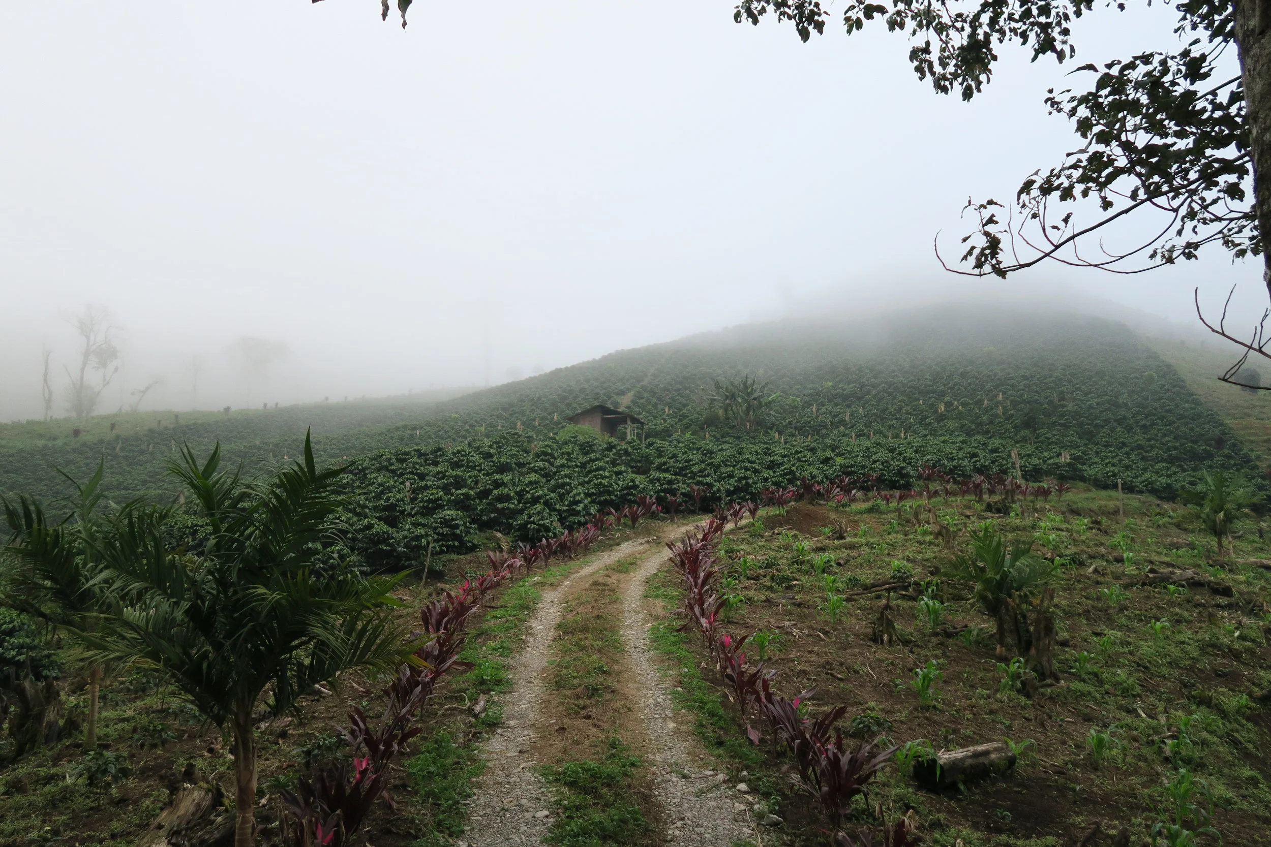 Farmer Profile:  Roberto Figueroa