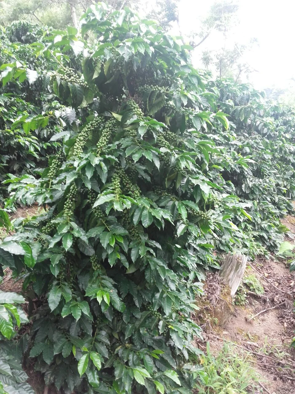 Farm Profile: Chuito