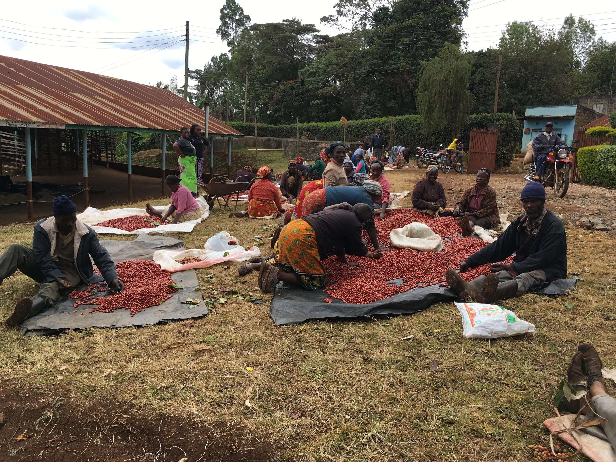 Kenya: The Backward Rise of the Small Estate Farm