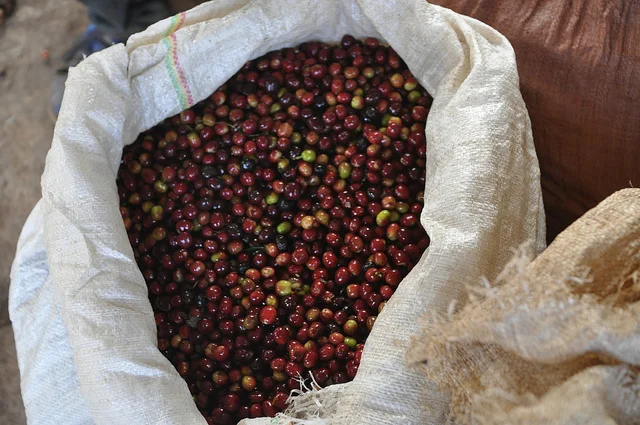 Ethiopia Guji beans