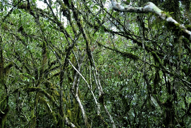 Wild coffee trees in Kaffa forest