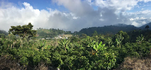 View from El Guayabo, the plot that produced one of the best coffees from Santa Barbara this season