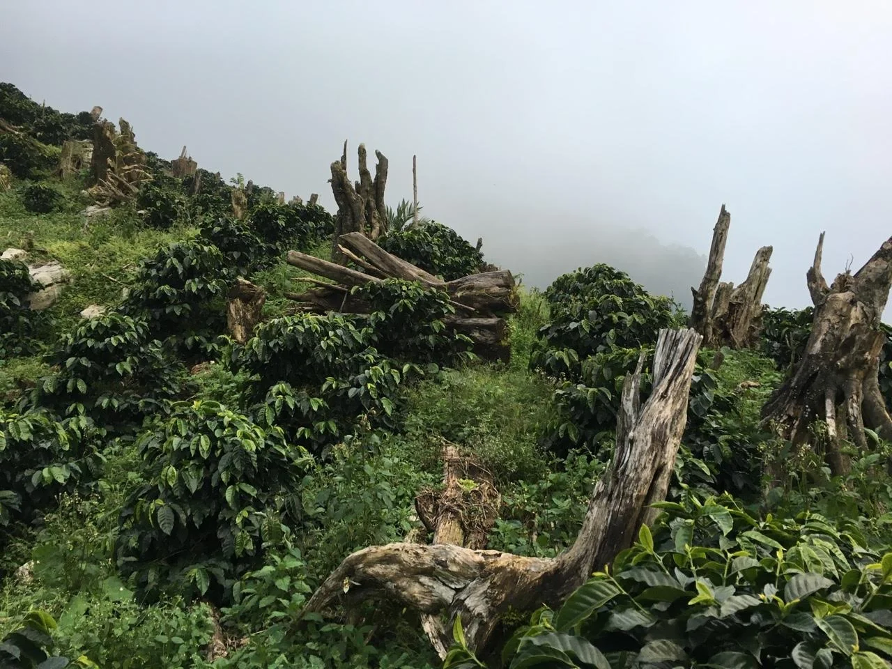 Some negative effects from deforestation
