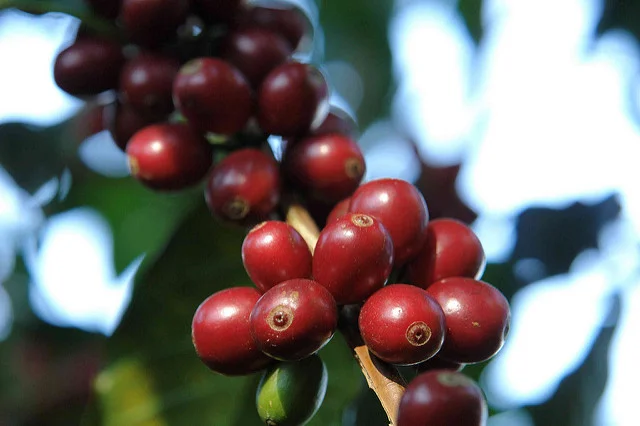 Ripe geisha cherries at La Hacienda Esmeralda