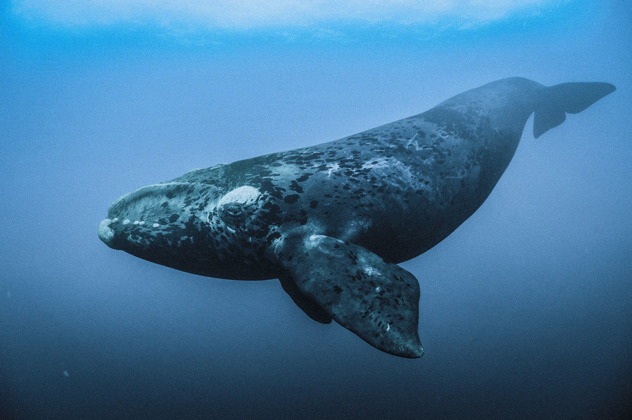 right-whales-nett-1.jpg