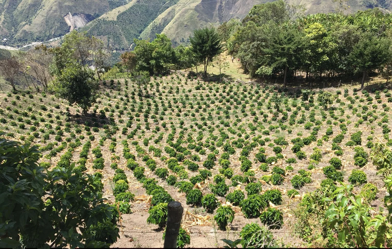 New plantings on Antonio Saavedra's farm, Finca El Placer