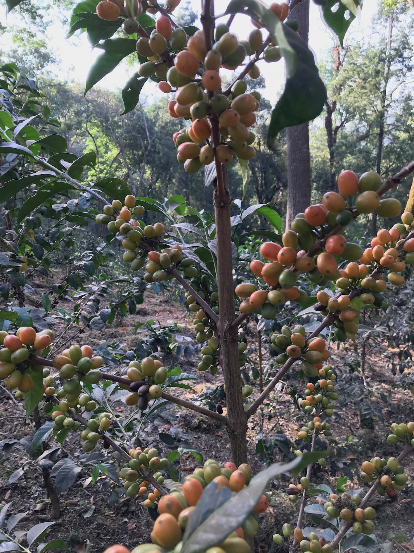 The biodiversity of coffee in Ethiopia is astounding 