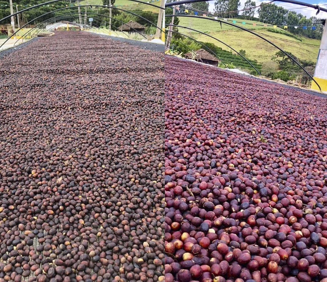 On the left, natural coffees on the drying bed. On the right, anaerobic. Look at the difference in color! 