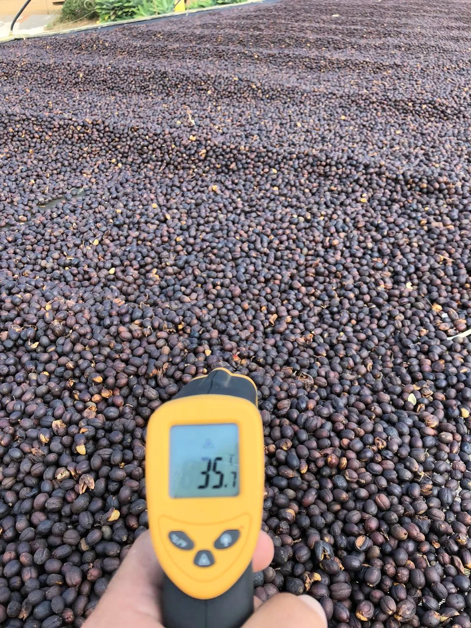 Careful tracking and measurement is key to consistency in production at Carmo Coffees in Carmo de Minas, Brazil.