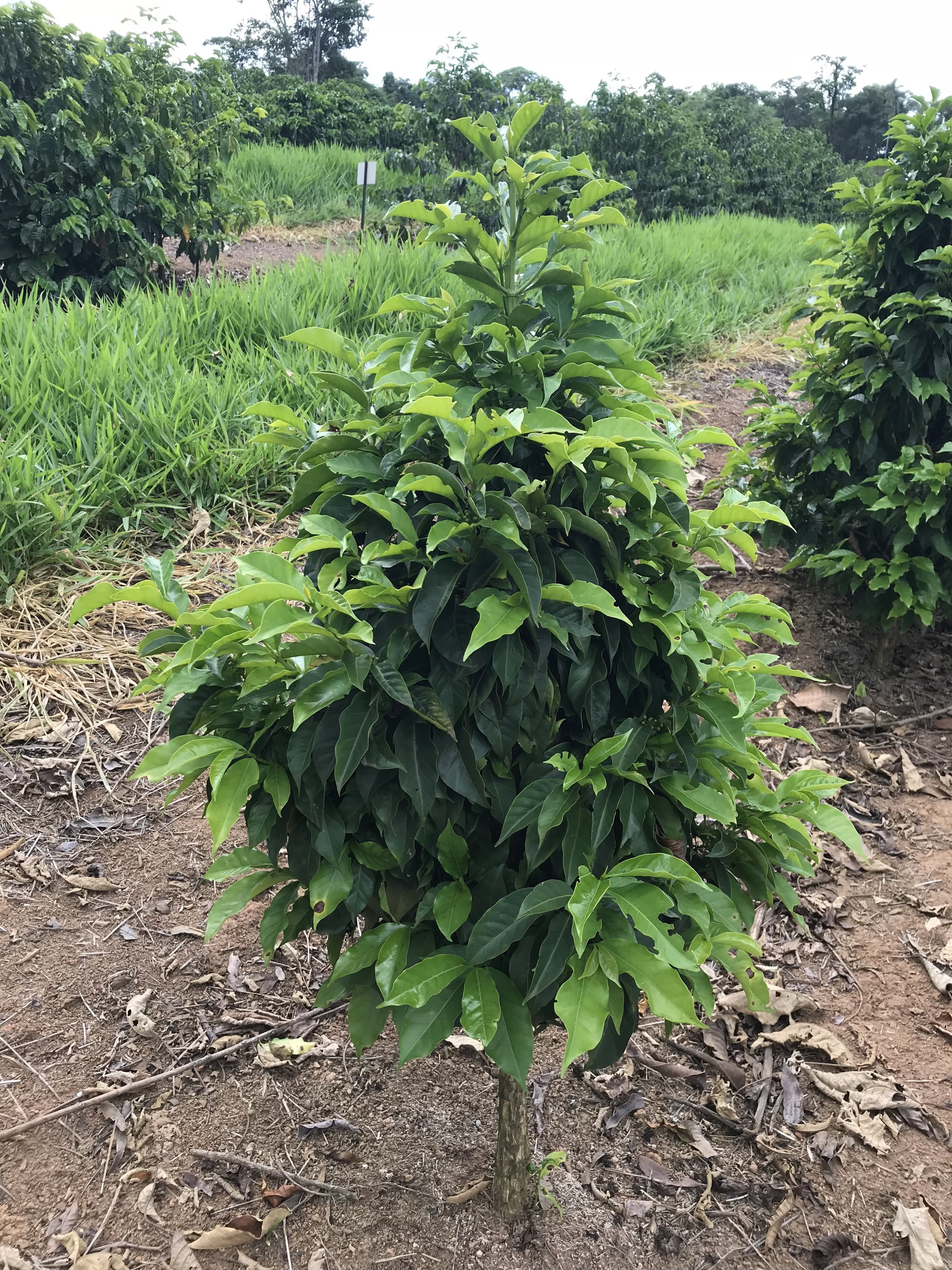 Laurina variety plant, Santuario Sul
