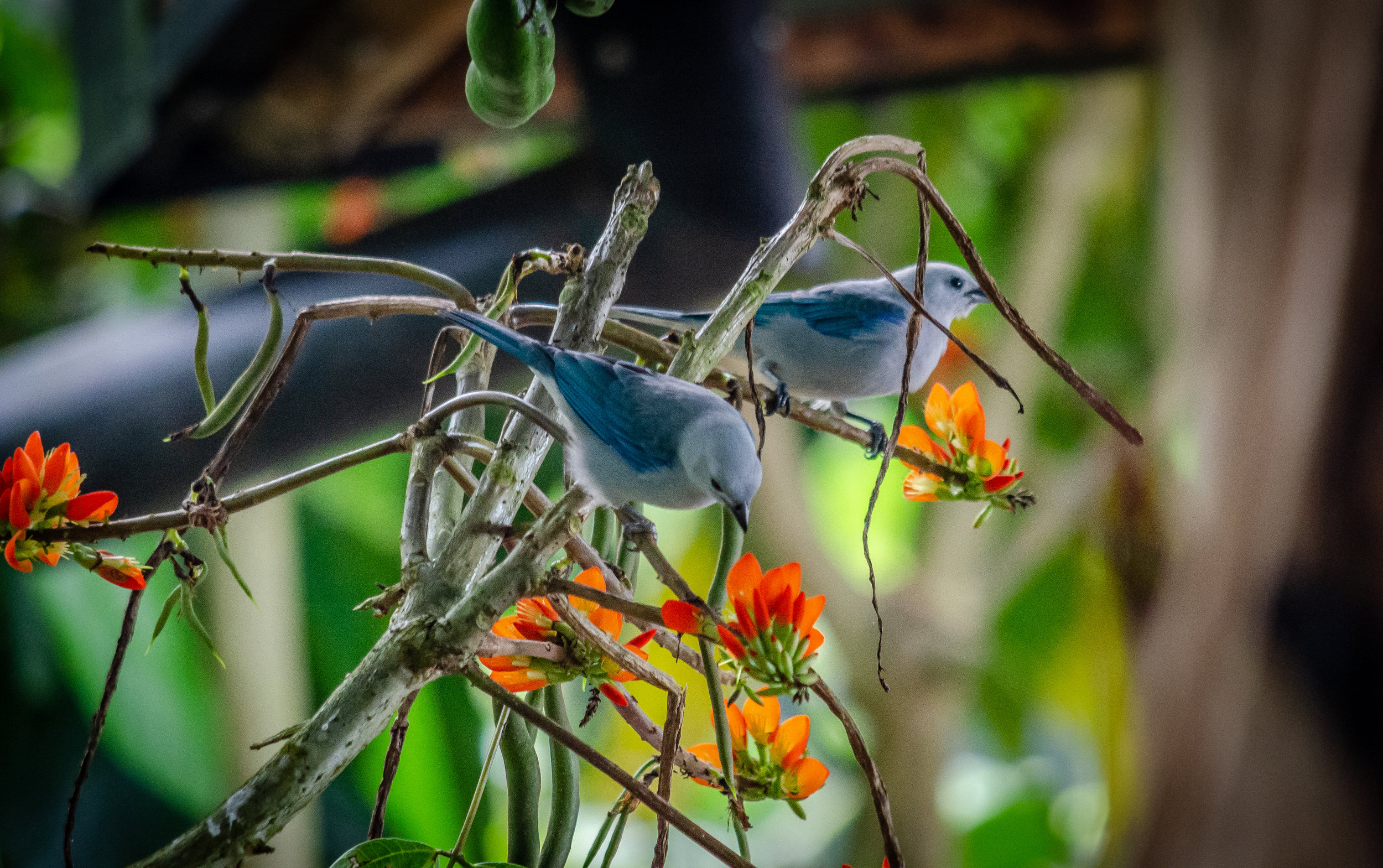 Seeing the immediate impact of biodiversity at the BIODIVERSAL experimental farm in Cundinamarca, Colombia