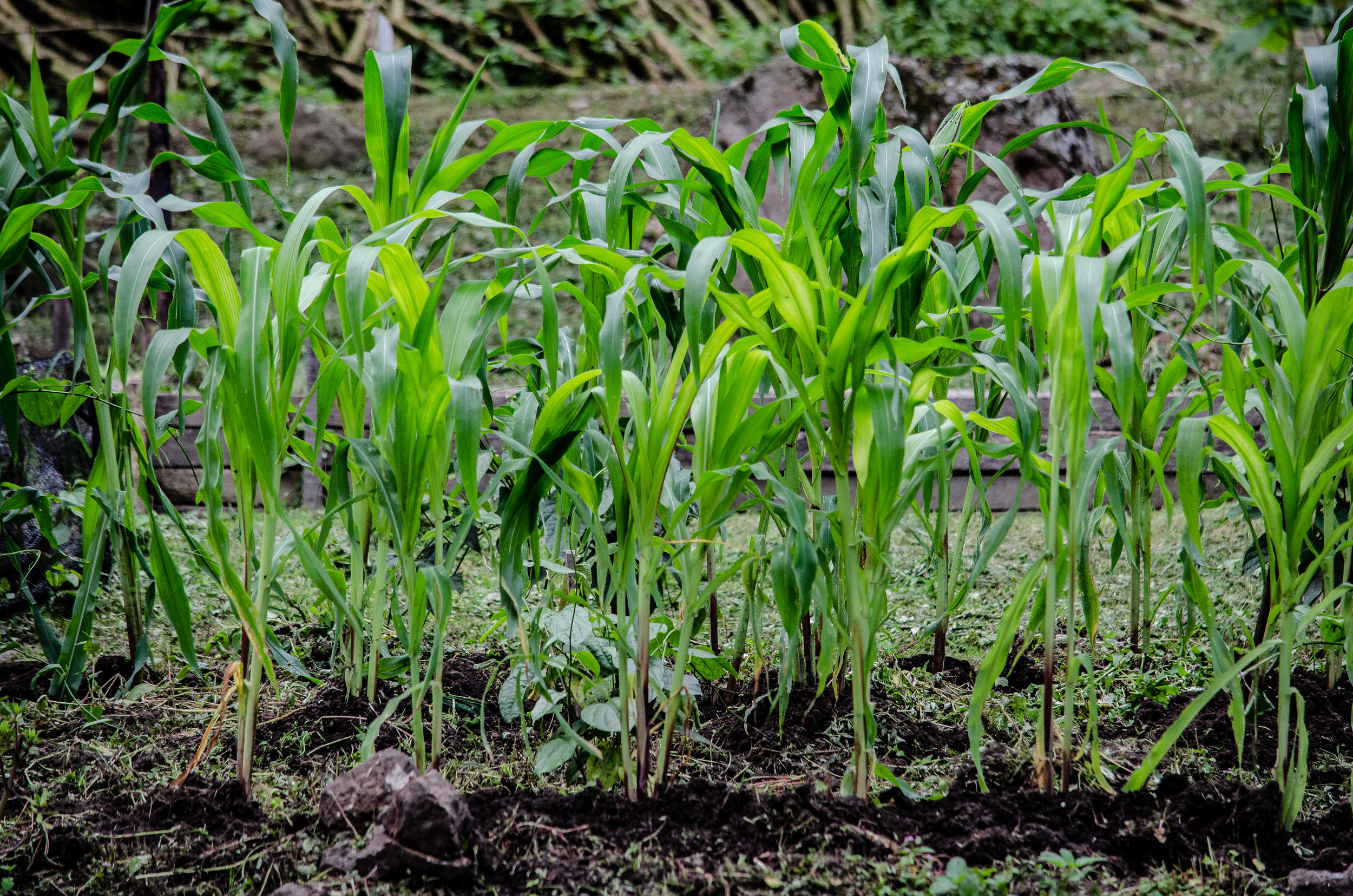 Crop trials at the BIODIVERSAL experimental farm