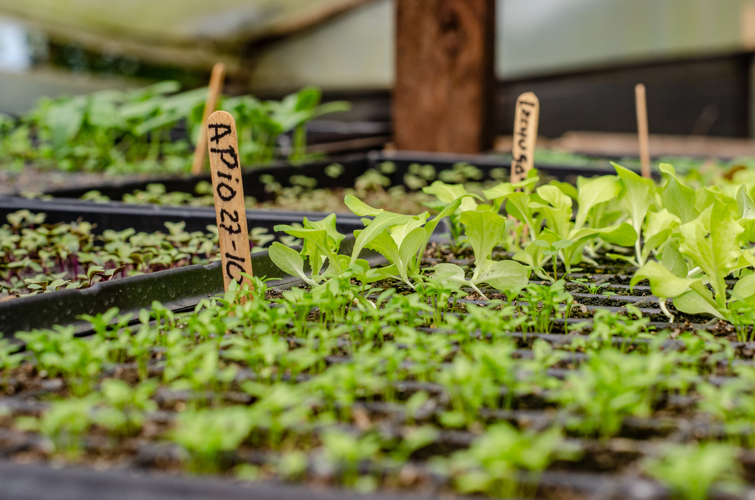 Crop trials at the BIODIVERSAL experimental farm