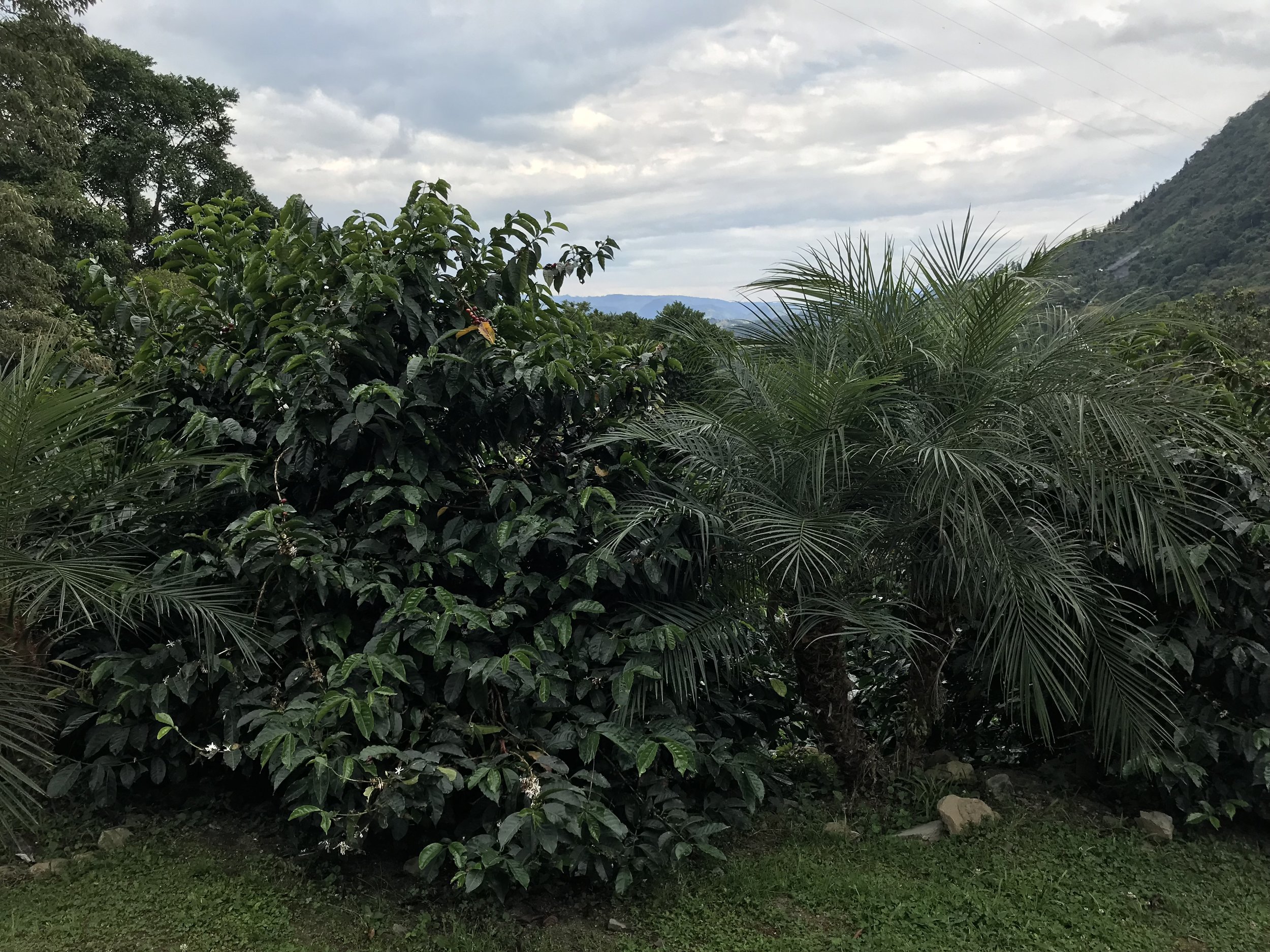 La Palma y El Tucan, Cundinamarca, Colombia