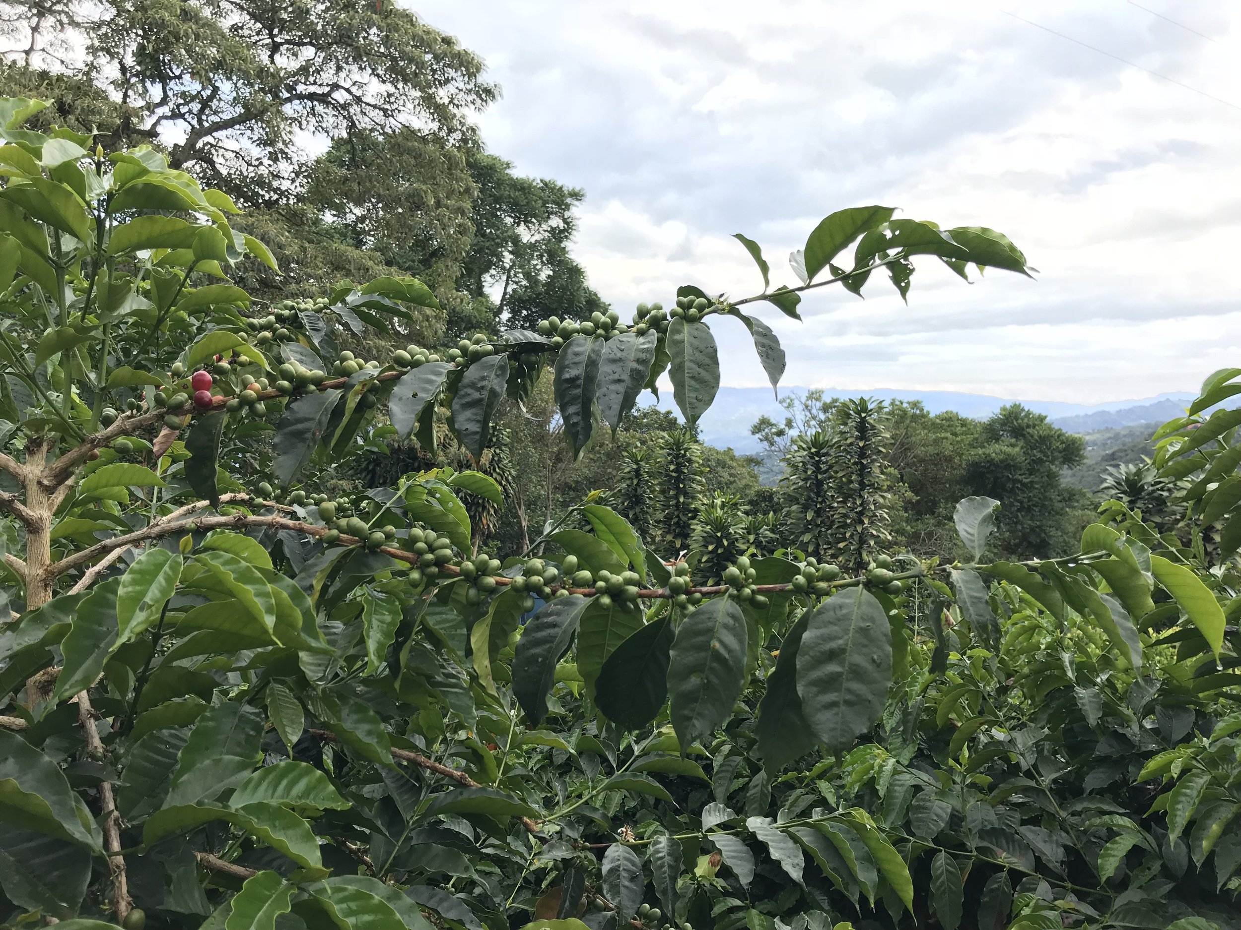 La Palma y El Tucan, Cundinamarca, Colombia