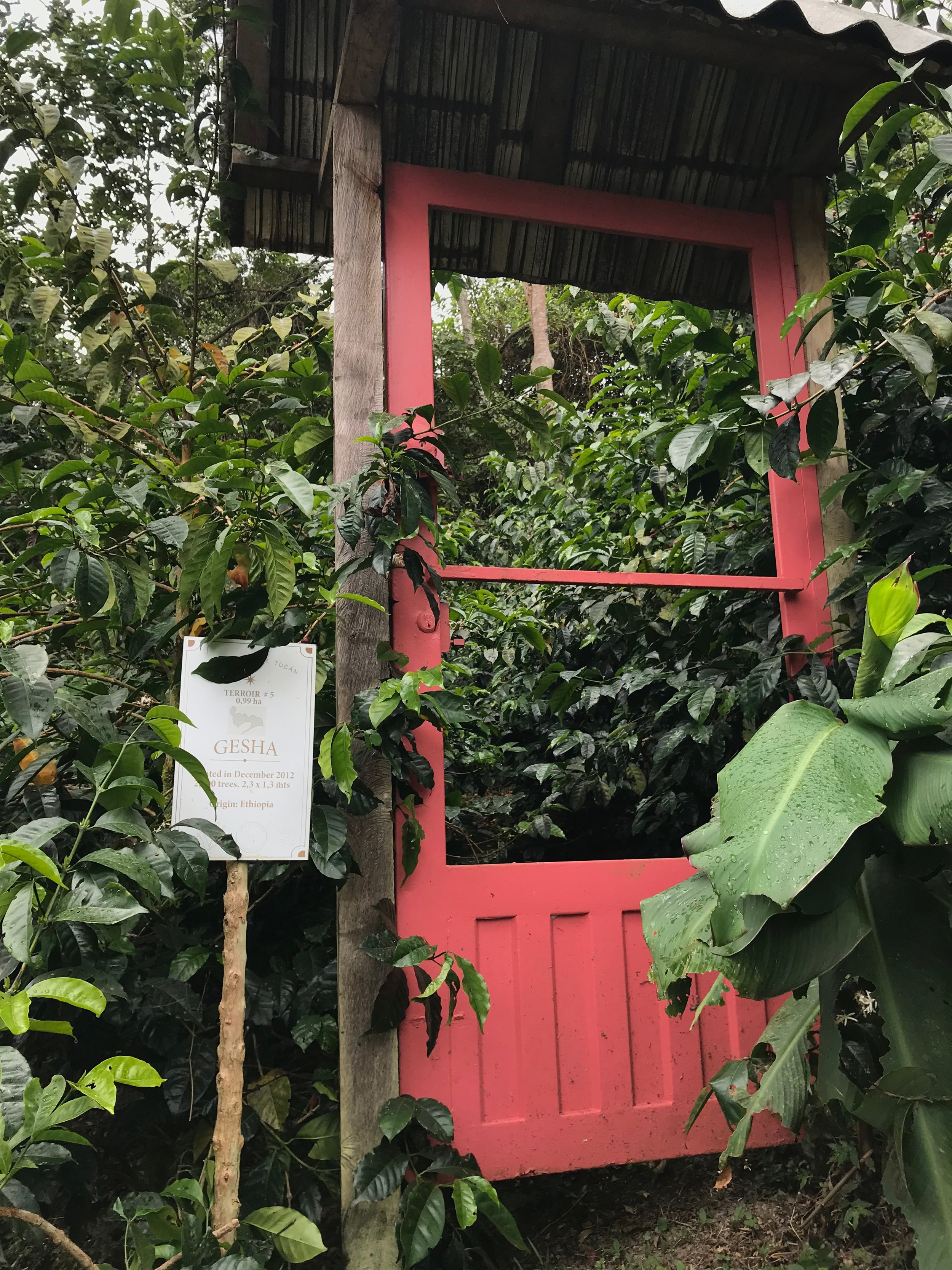 Gateway to Geisha, La Palma y El Tucan