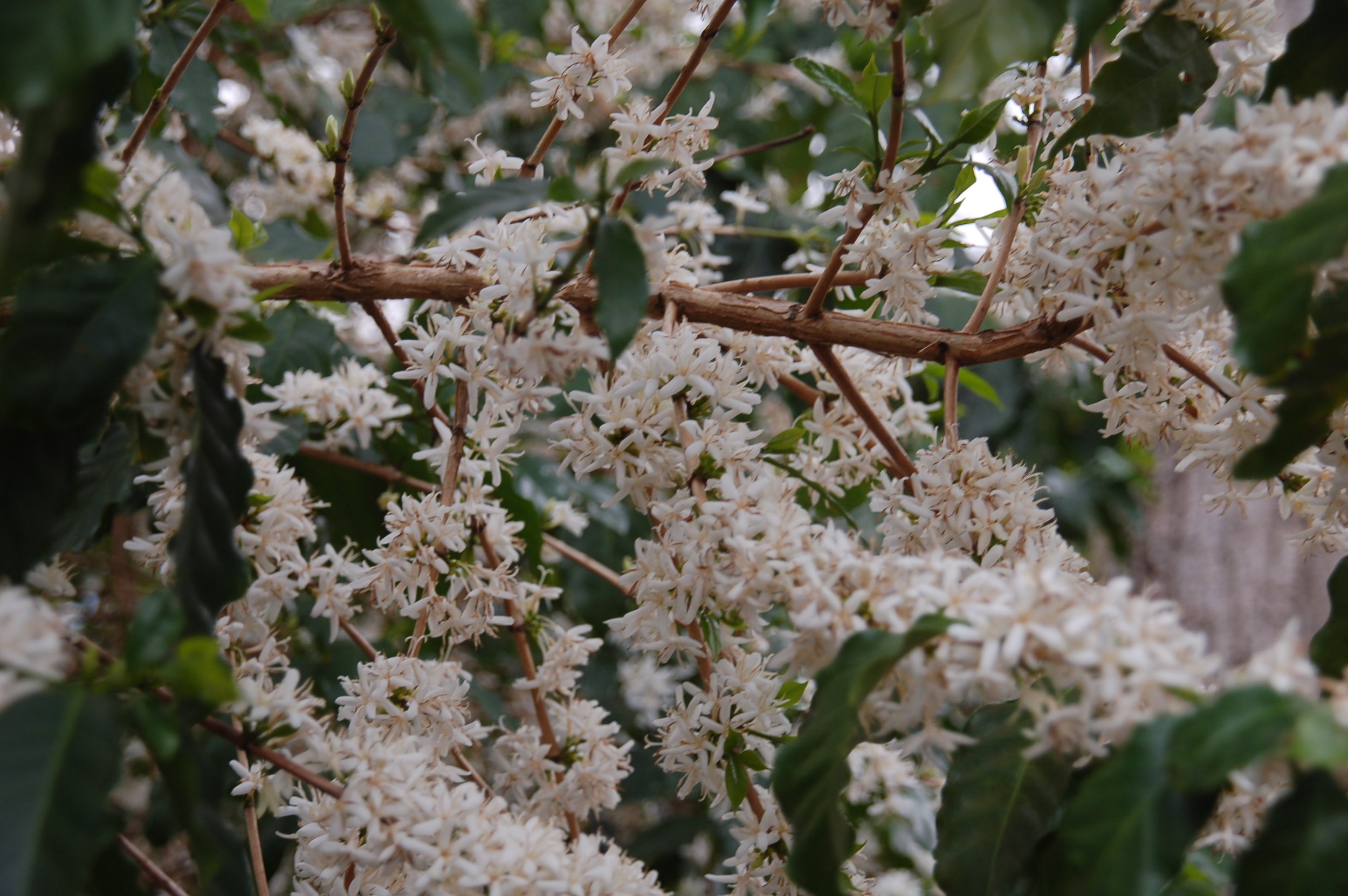 Fazenda Santa Lucia