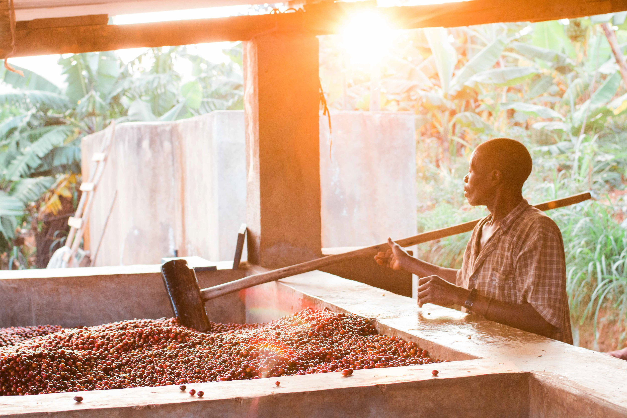 Gaharo Hill, photo courtesy of Long Miles Coffee Project