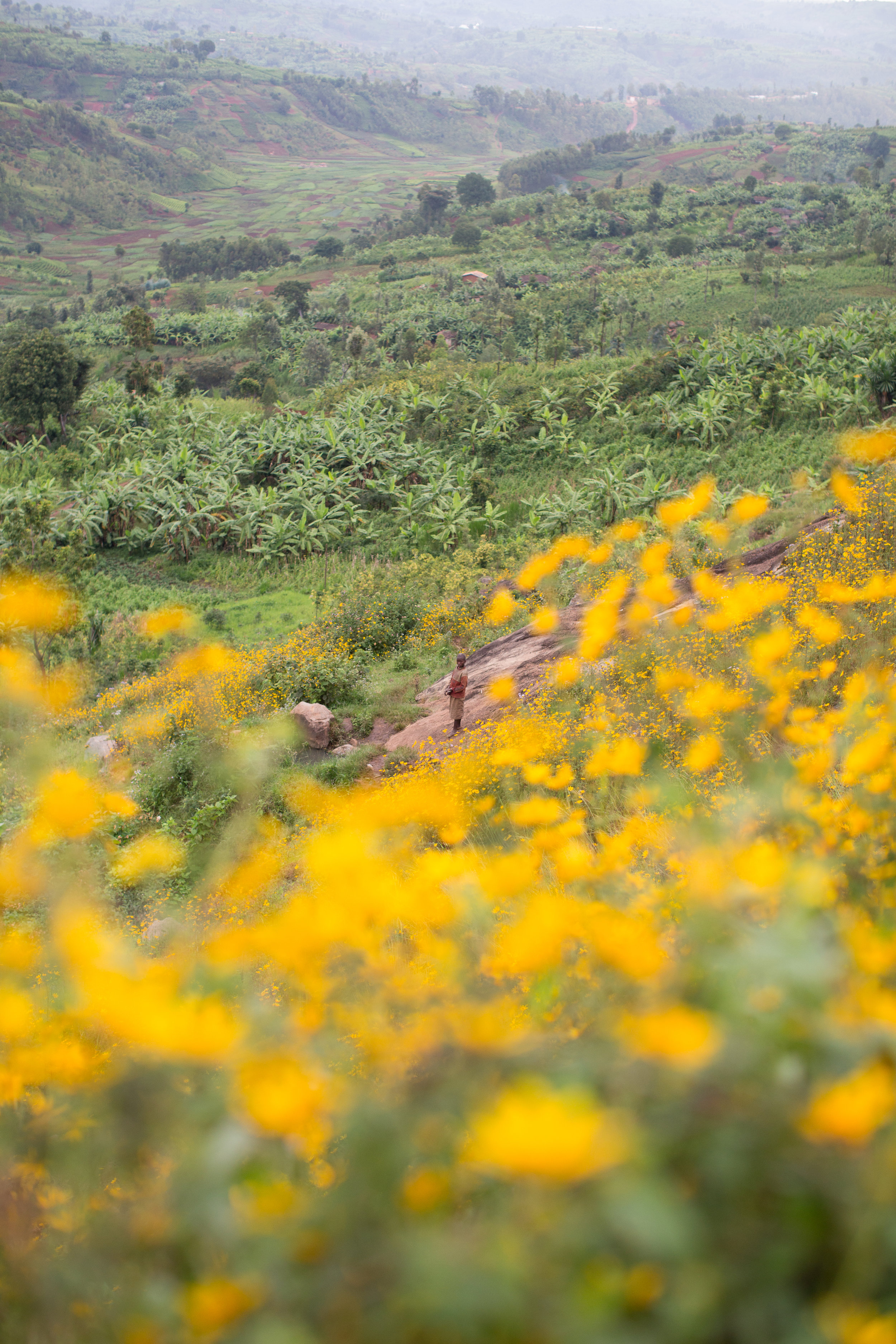 Mikuba Hill, photo courtesy of Long Miles Coffee Project