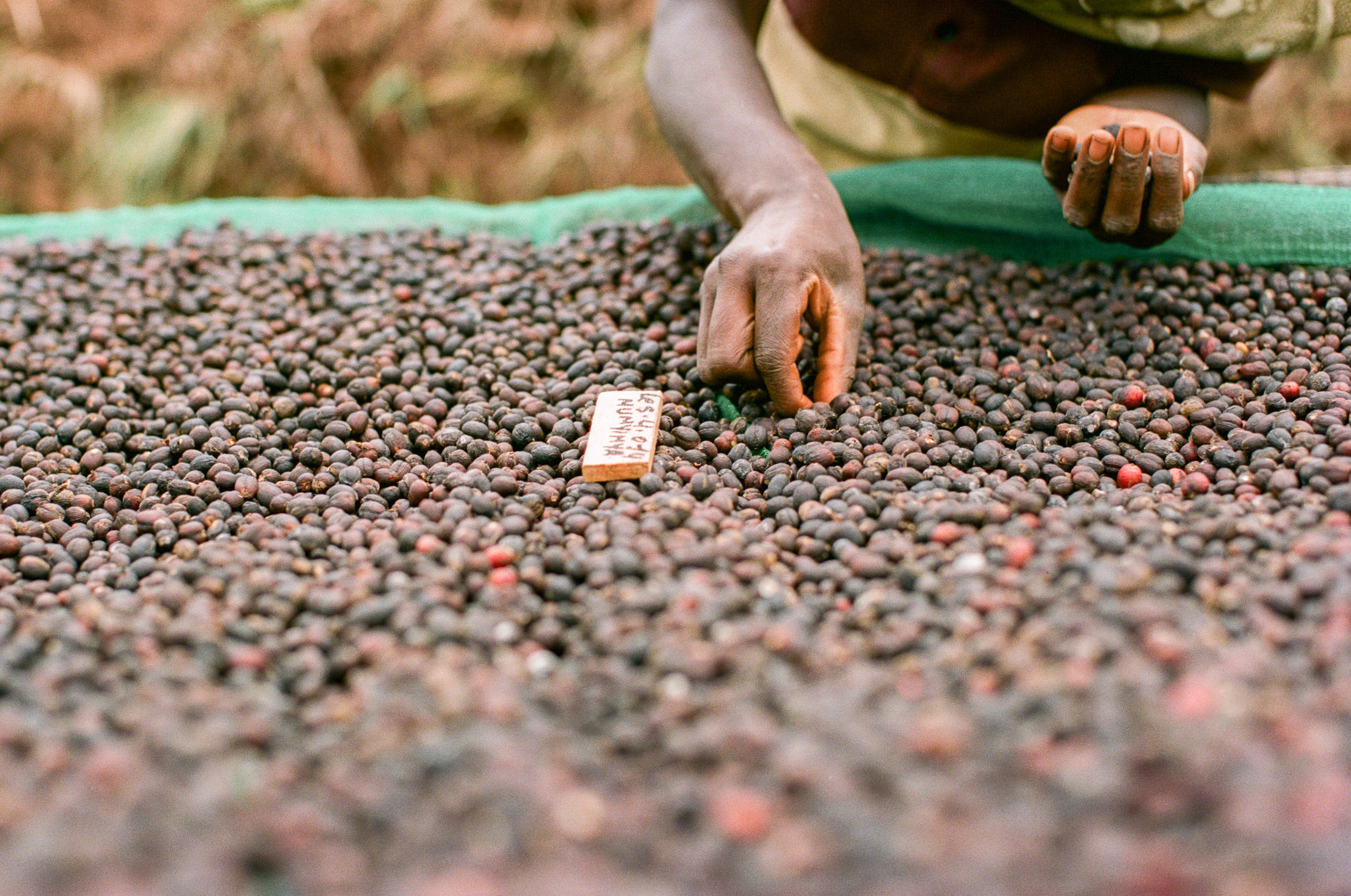 Munyinya Hill, photo courtesy of Long Miles Coffee Project