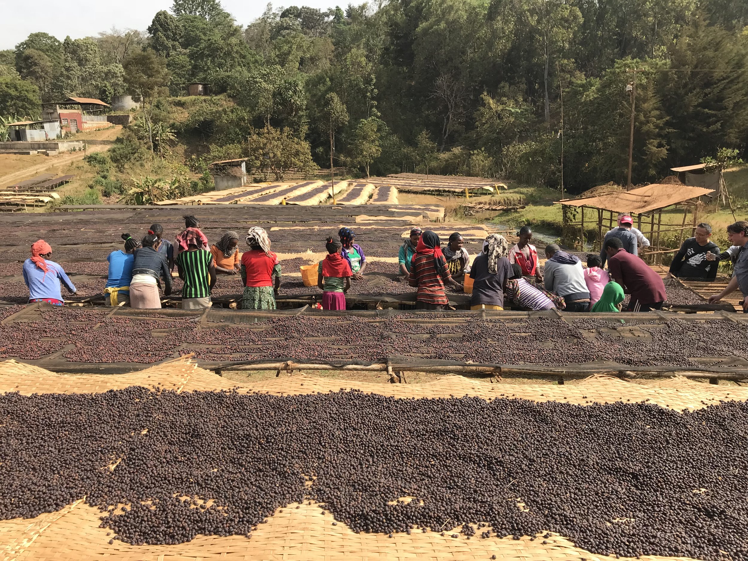 Konga Tesfaye Natural Station, Yirgacheffe