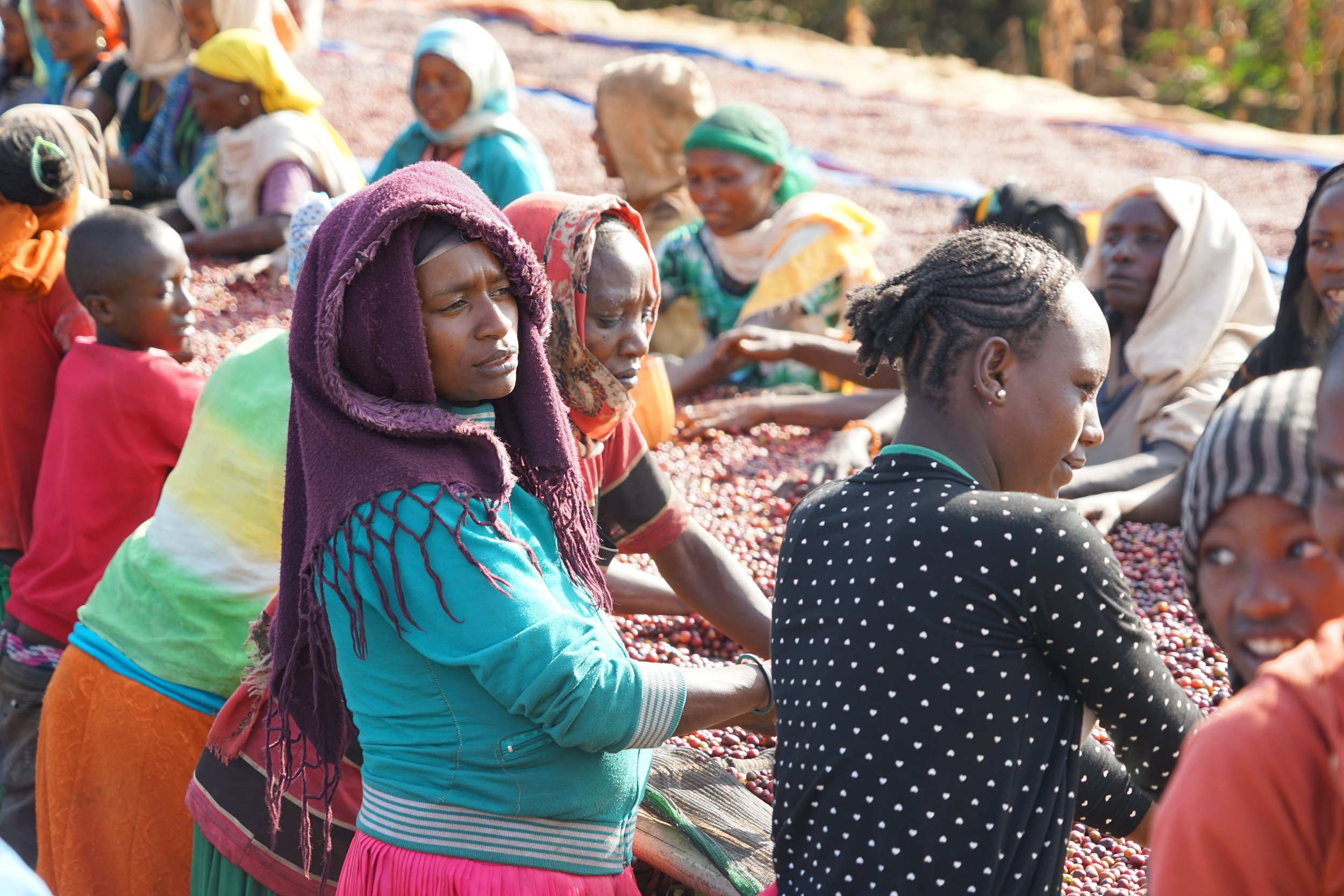 Dimtu Washing Station, Hambela, Buku Hamlet