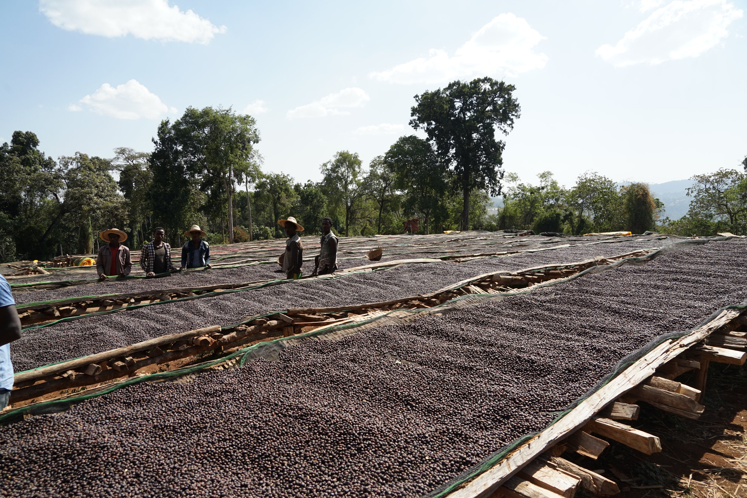 Guji Highland Washing Station, Allona Hamlet, Shakiso Zone, Guji