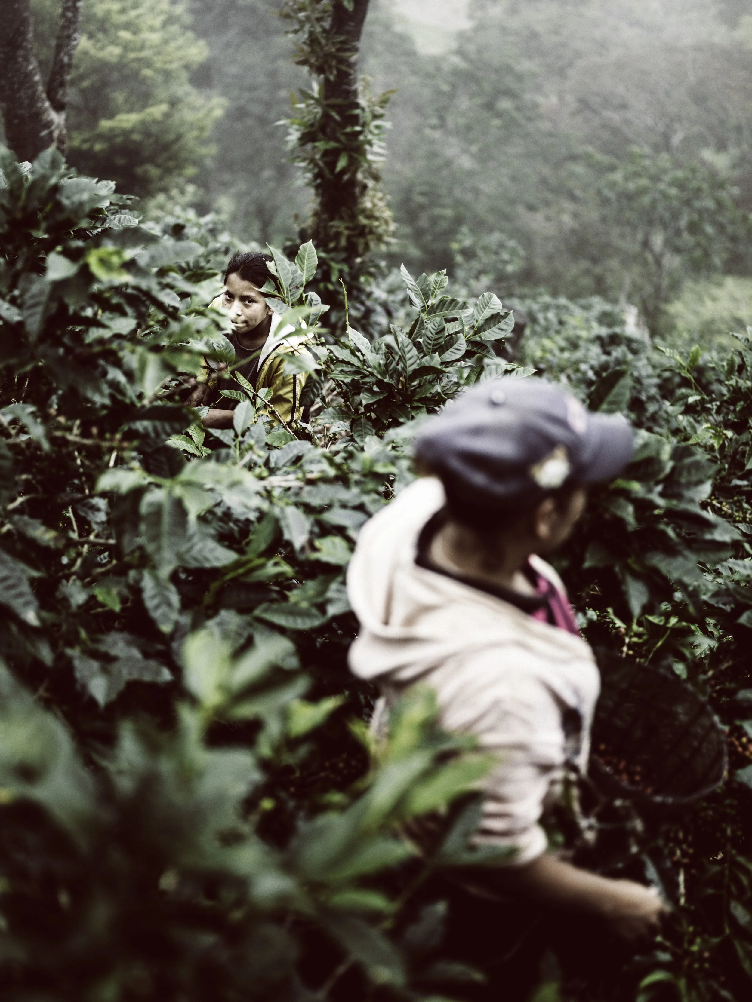 2014_03_07_tk_for_better_coffee_honduras_hasselblad-491_final.jpg