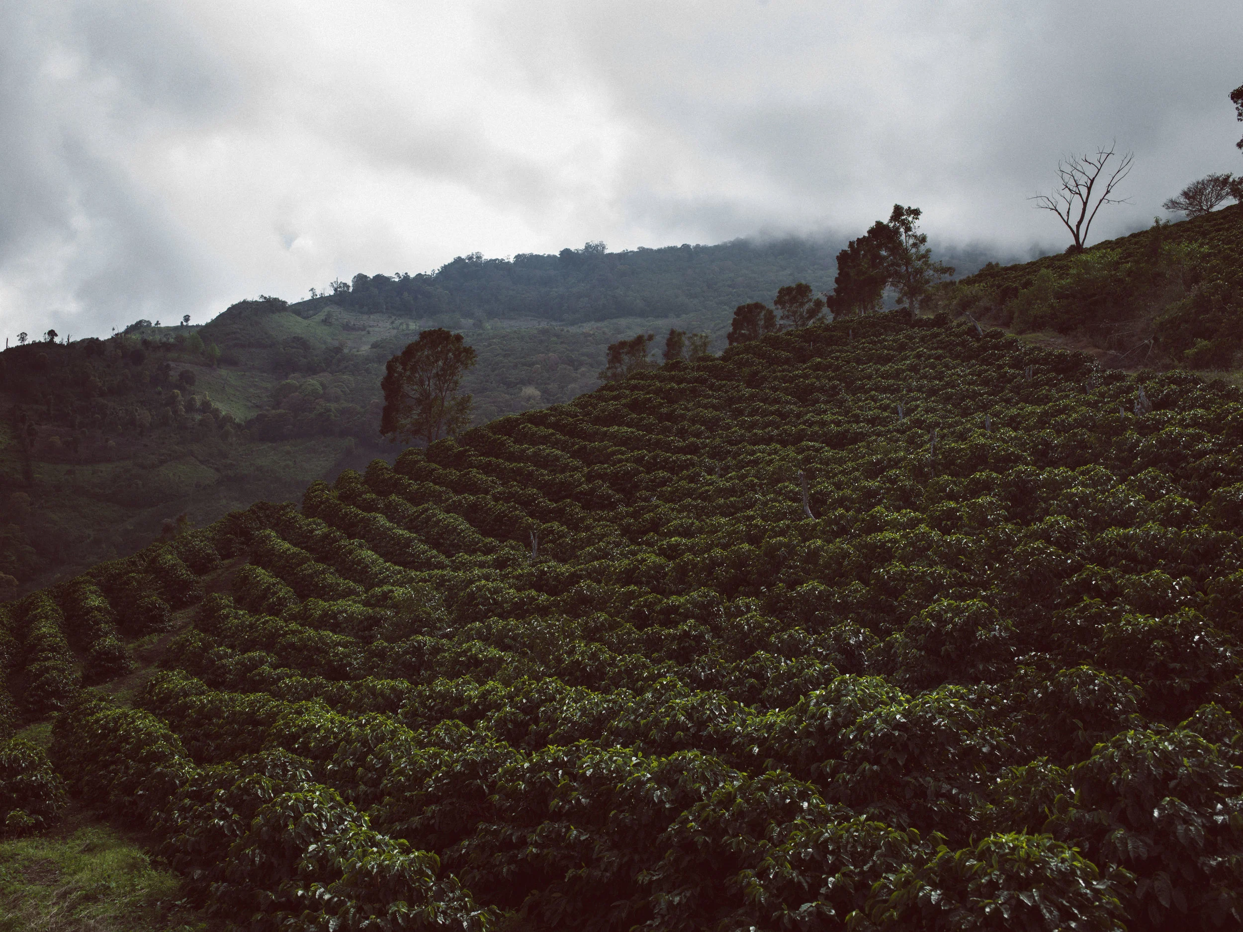 2014_03_08_tk_for_better_coffee_honduras_hasselblad-170_final.jpg