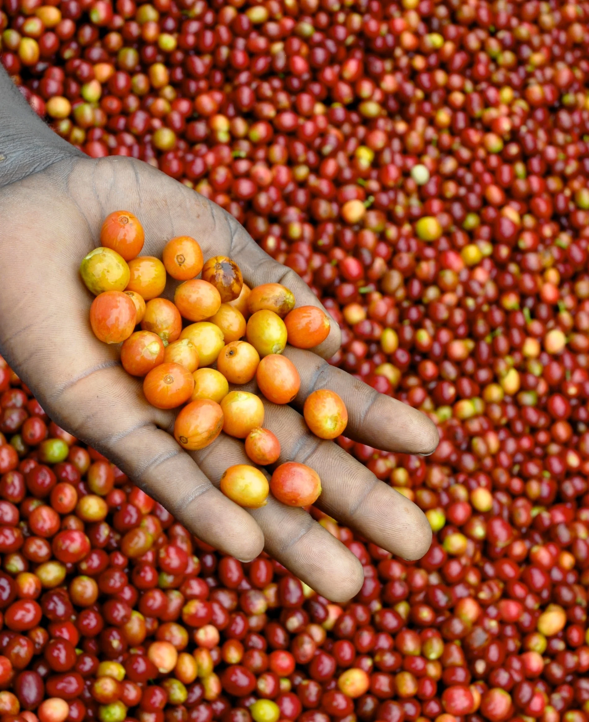 Where Specialty Coffee &amp; Sustainability Meet