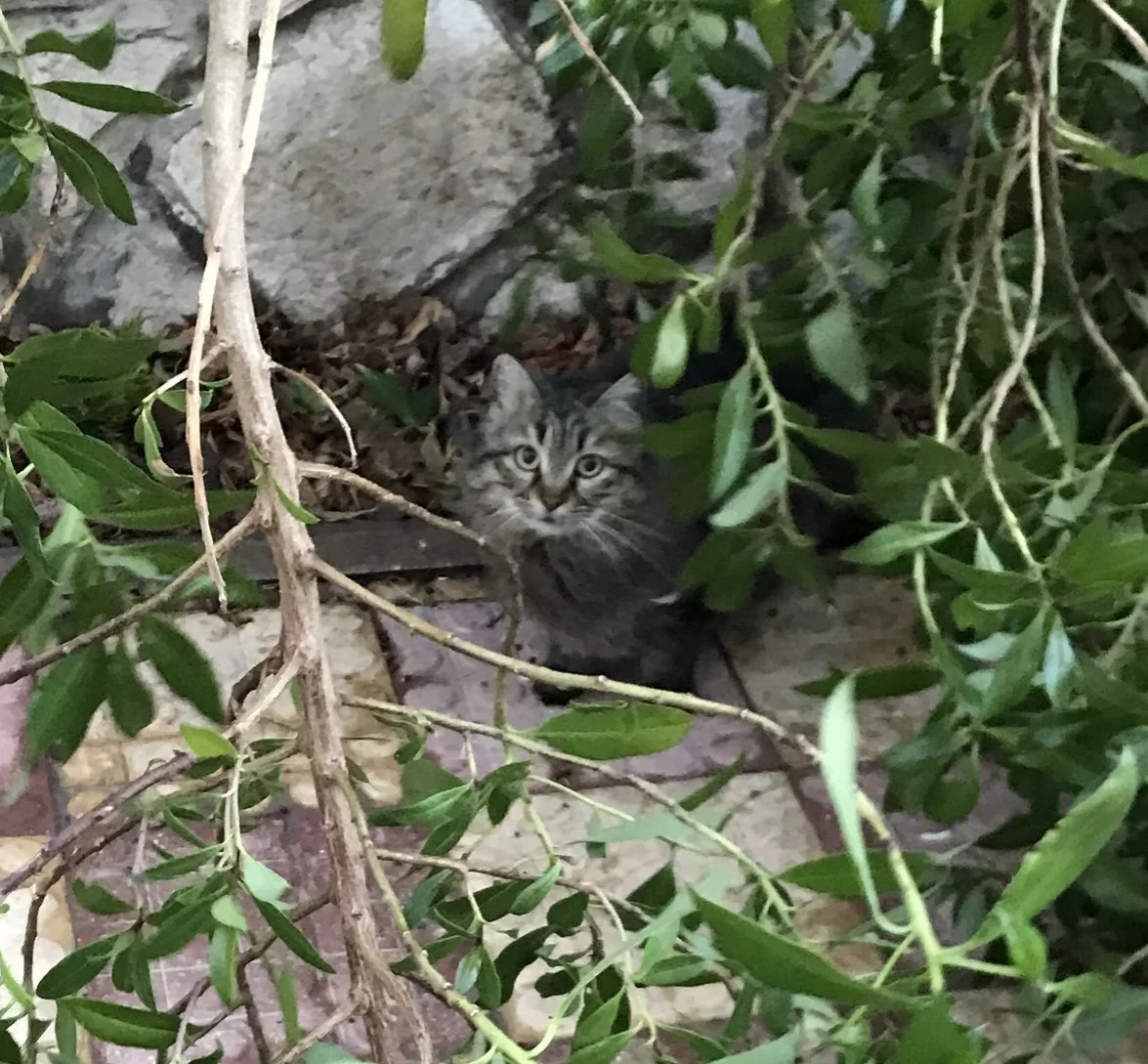 "Let's Talk about Cats" by Samantha Manno