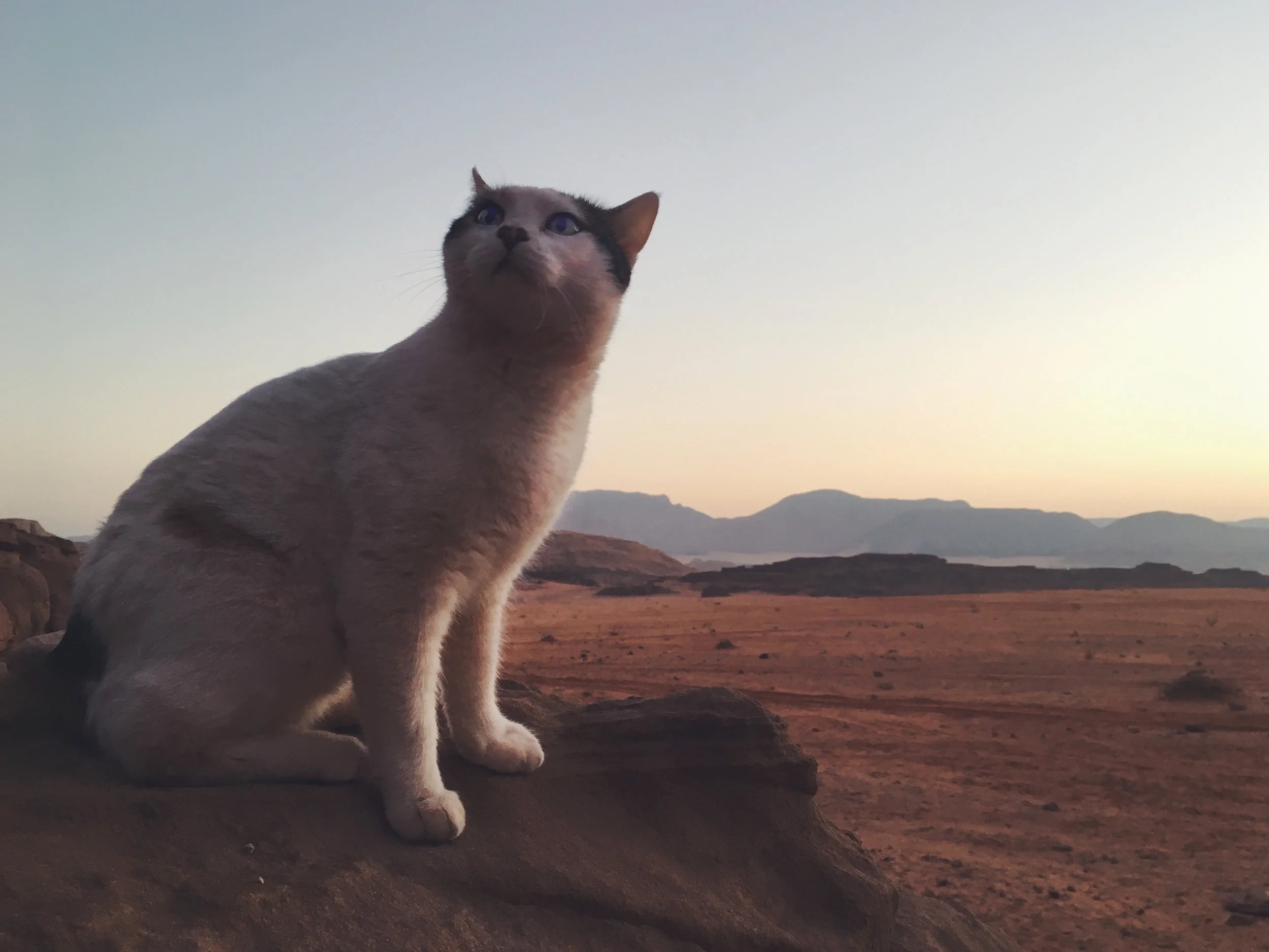 A cat in Wadi Rum! Photo credit: L. McGuire, Fall 2018