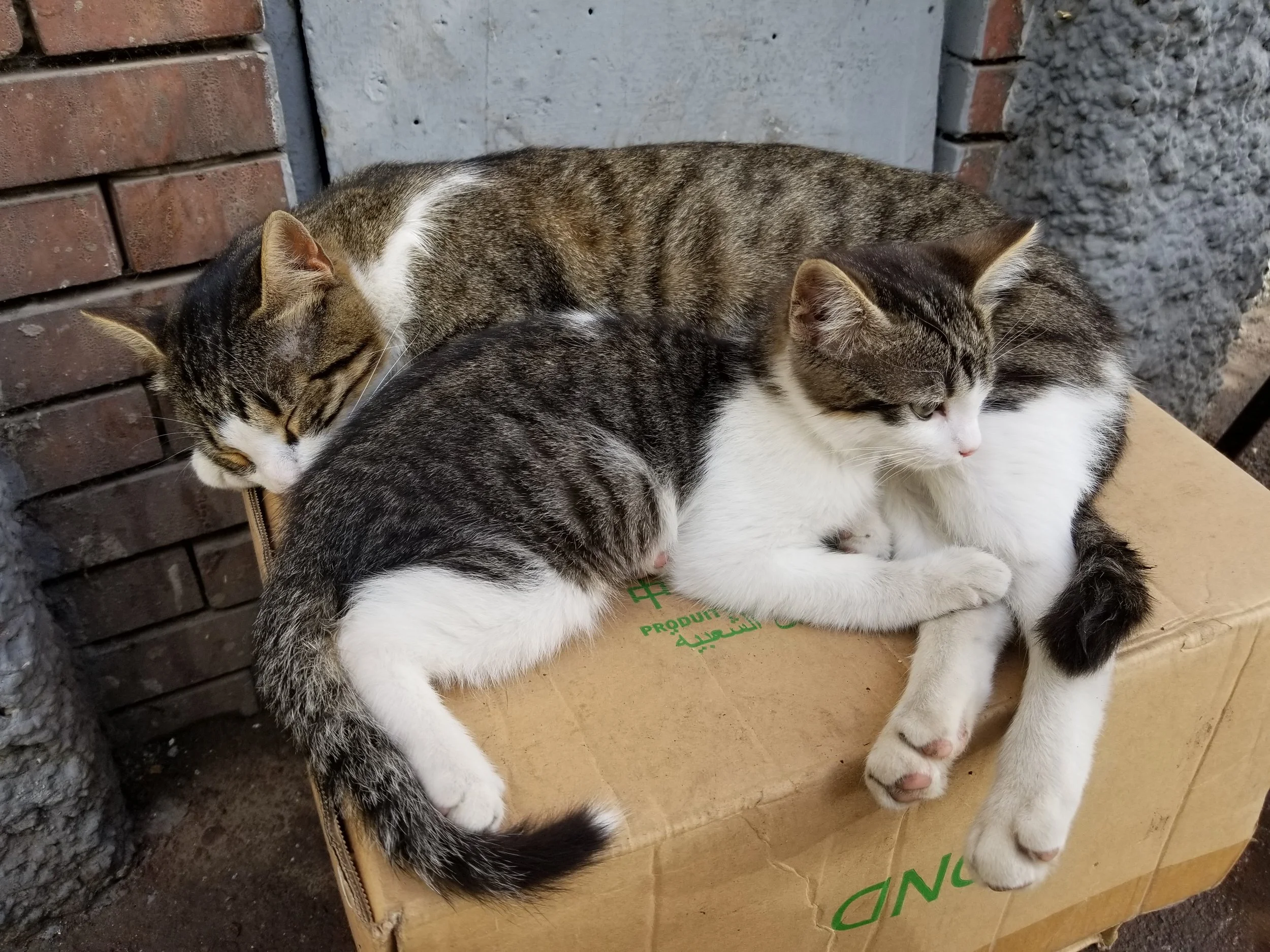 Mama cat in L’Ocean. Photo credit: Kirkpatrick, 2019
