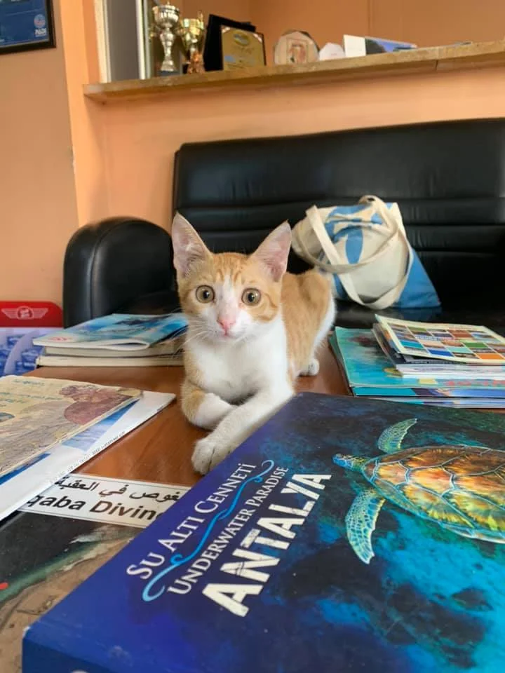 There are cats everywhere in Amman, but in Aqaba, the cats are much more friendly, like this one. He meowed the entire time we saw him, posed for pictures, and jumped all over our stuff before we left for the Red Sea. Photo credit: Moriarty, 2019