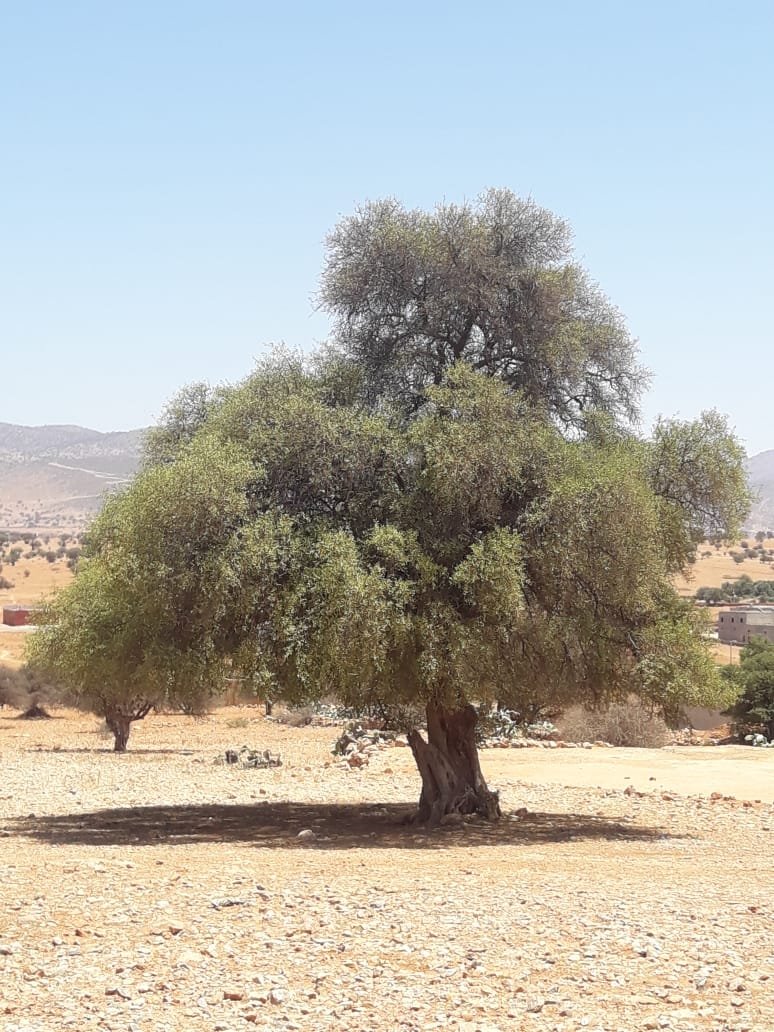 Pokok gharqad
