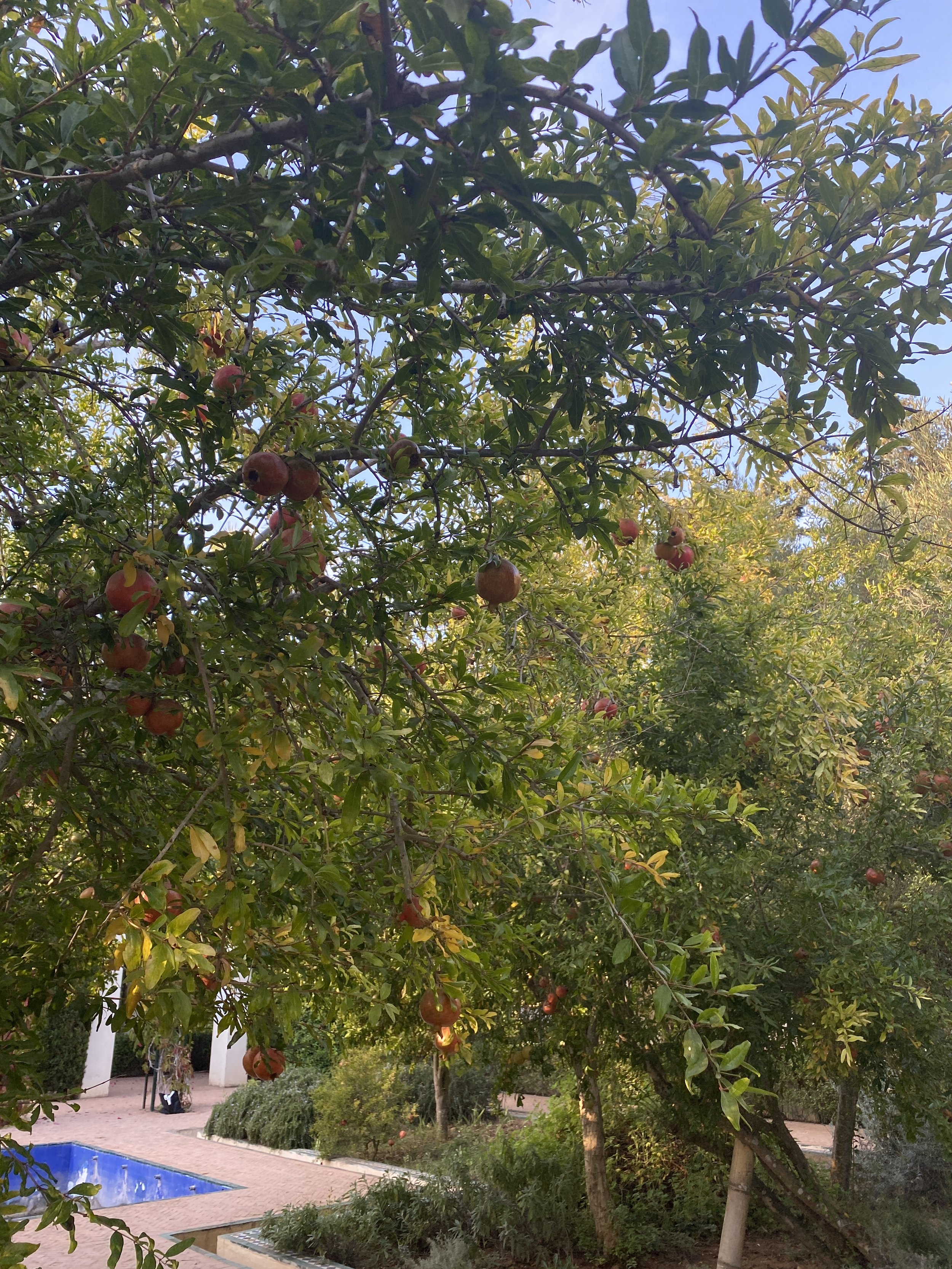  Grenade tree in the Andalusian park. Photo credit: Avignon, 2022. 