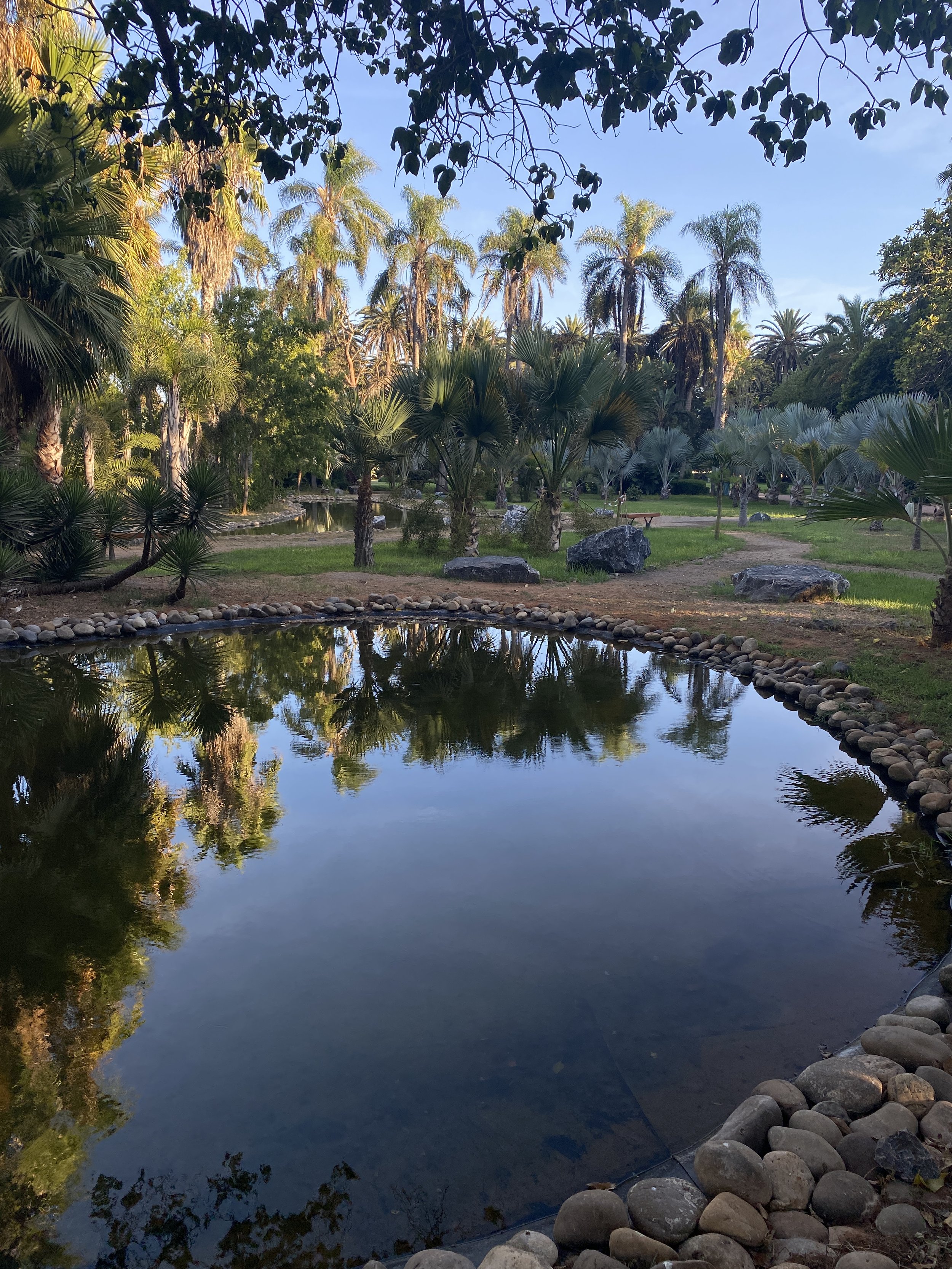  Palm trees and pond in Andalusian Gardens. Photo credit: Avignon, 2022. 