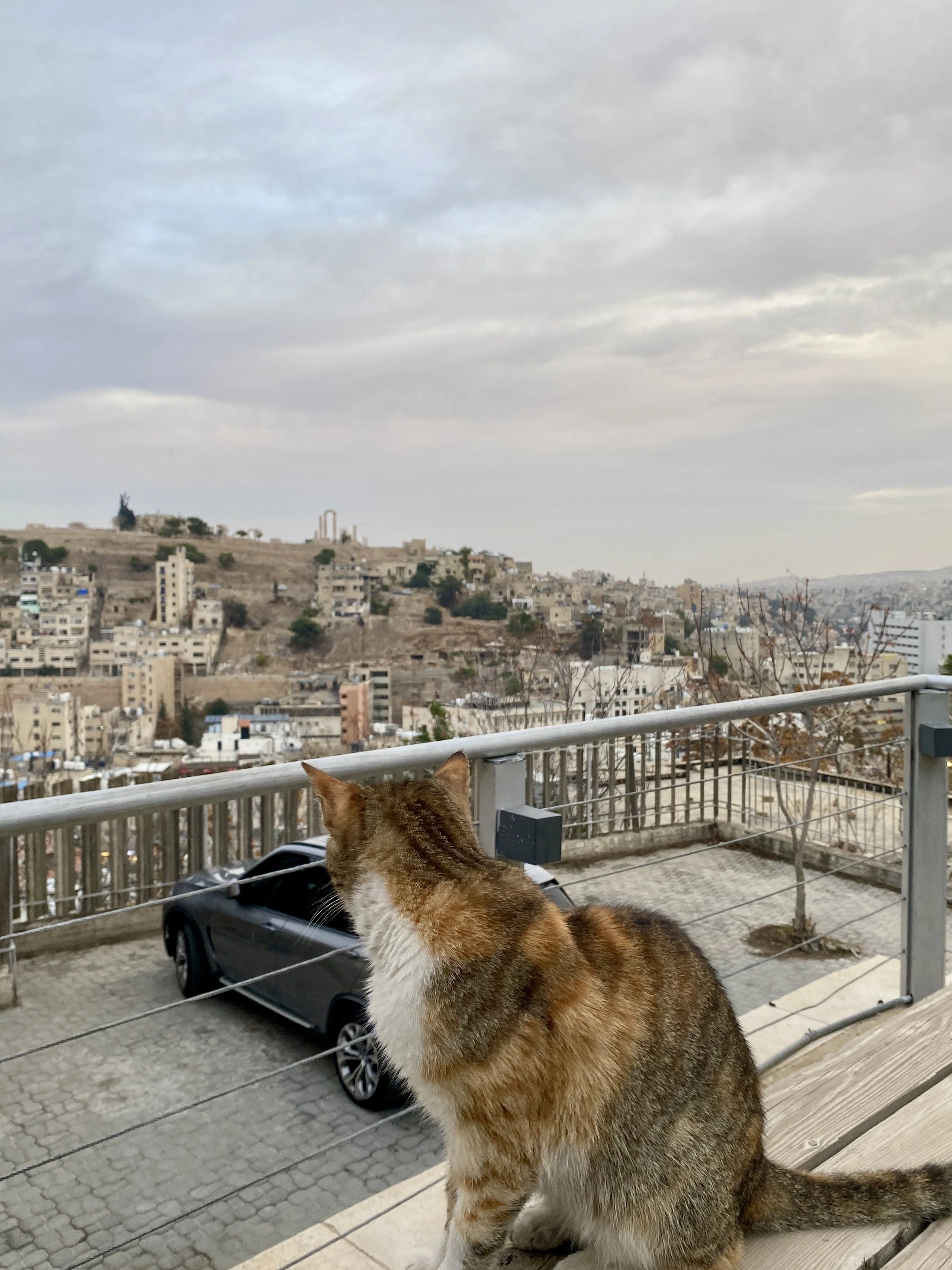 "The Cats of Amman: Fall 2022 Portraits" by Xenia Makosky