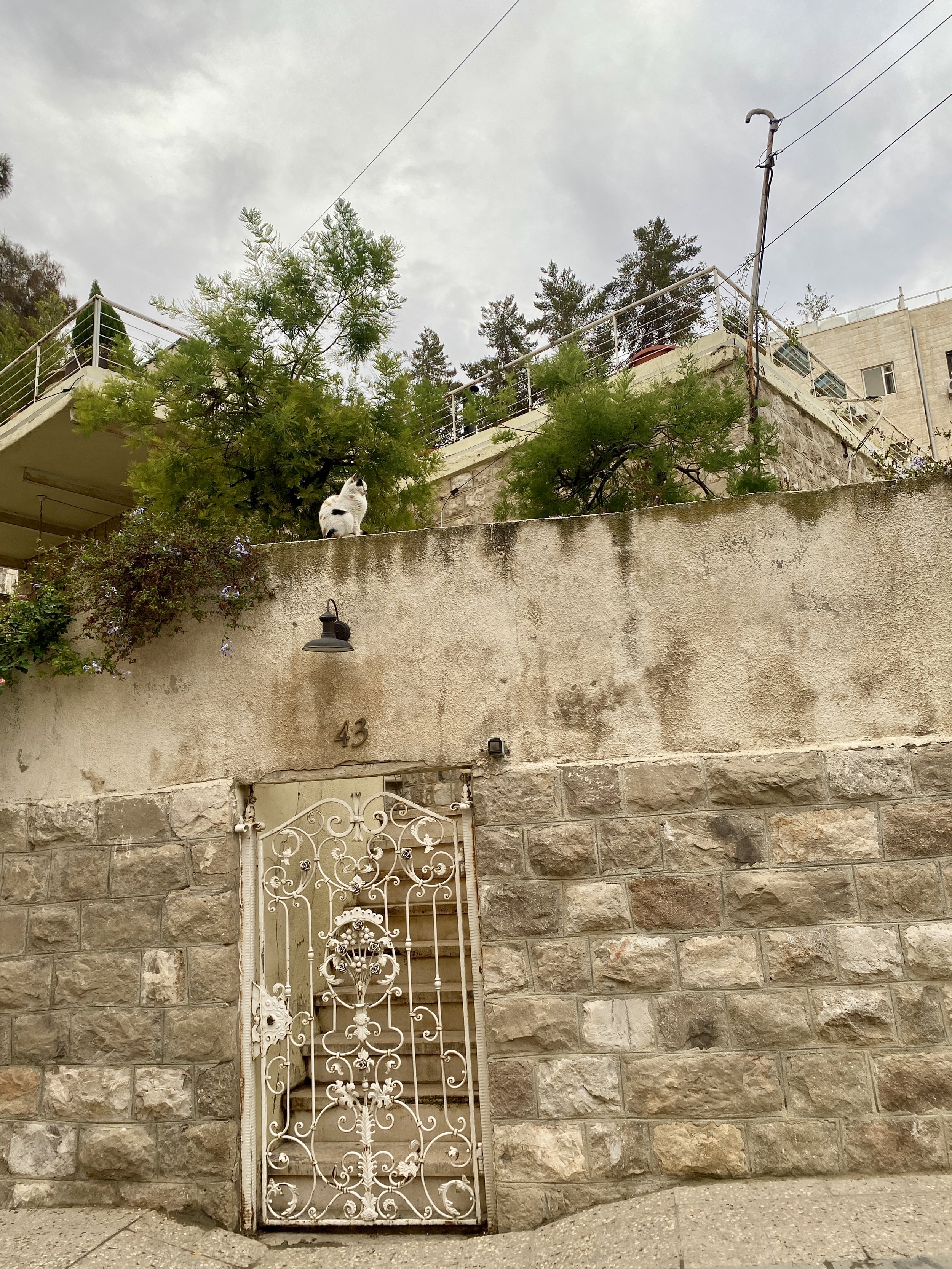 A cat surveys her kingdom in Jabal Amman